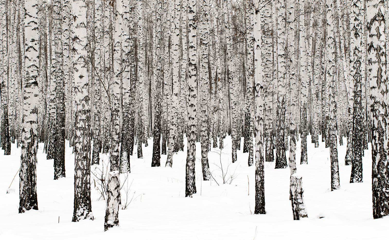 a forest of white birch trees in a snowy landscape