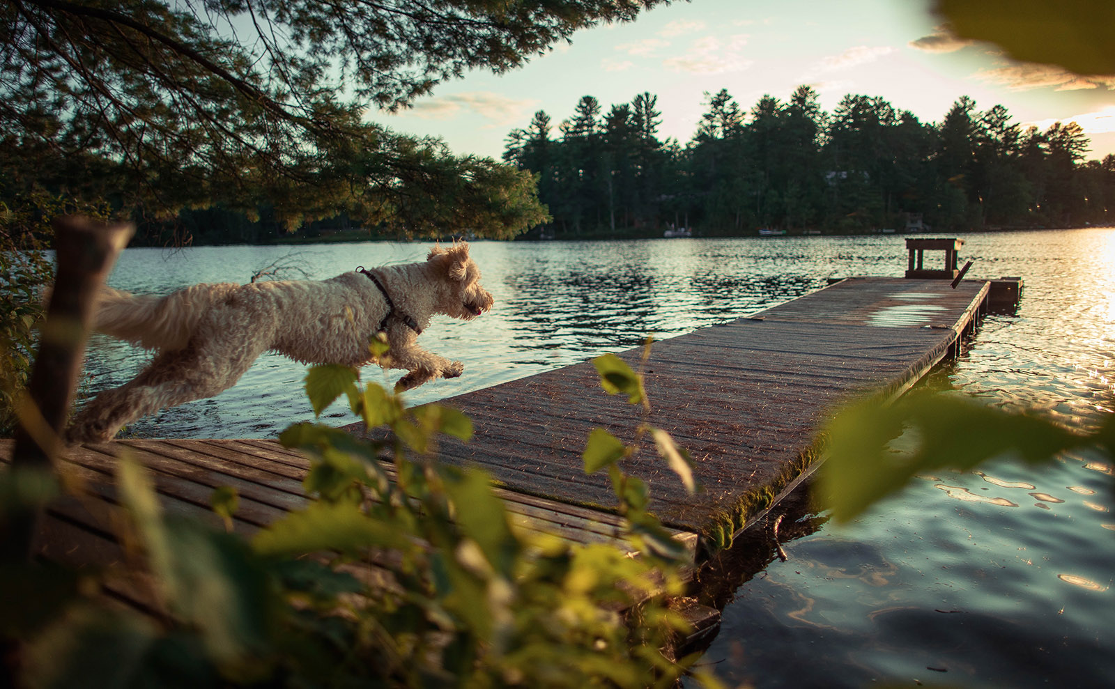 a brown scruffy dog running on a dock a sunset toward the water of a lake