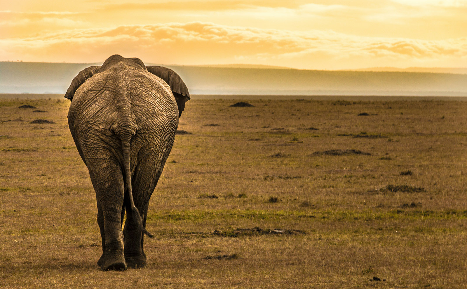 elephant walking away from the camera in the Kenyan desert