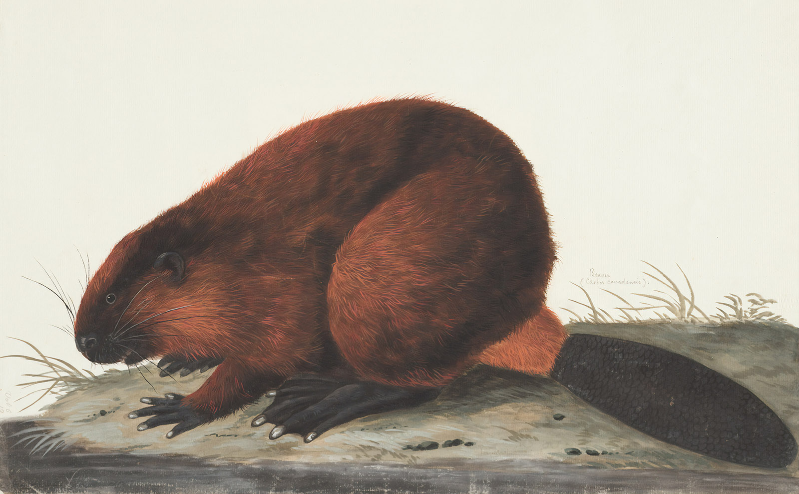 illustration of a brown beaver sitting on a grassy river bank