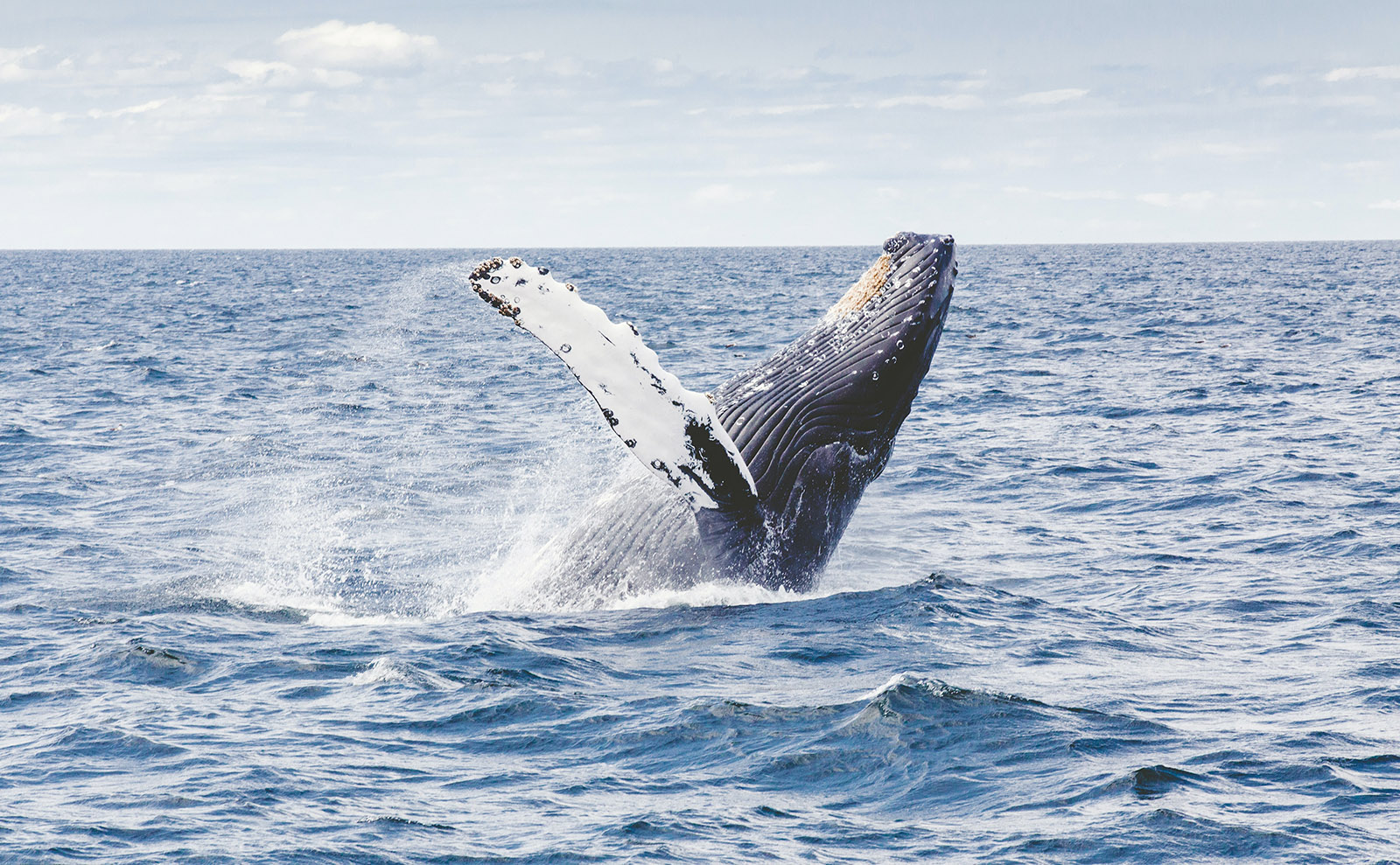 humpback whale jumping in the ocean under a blue sky