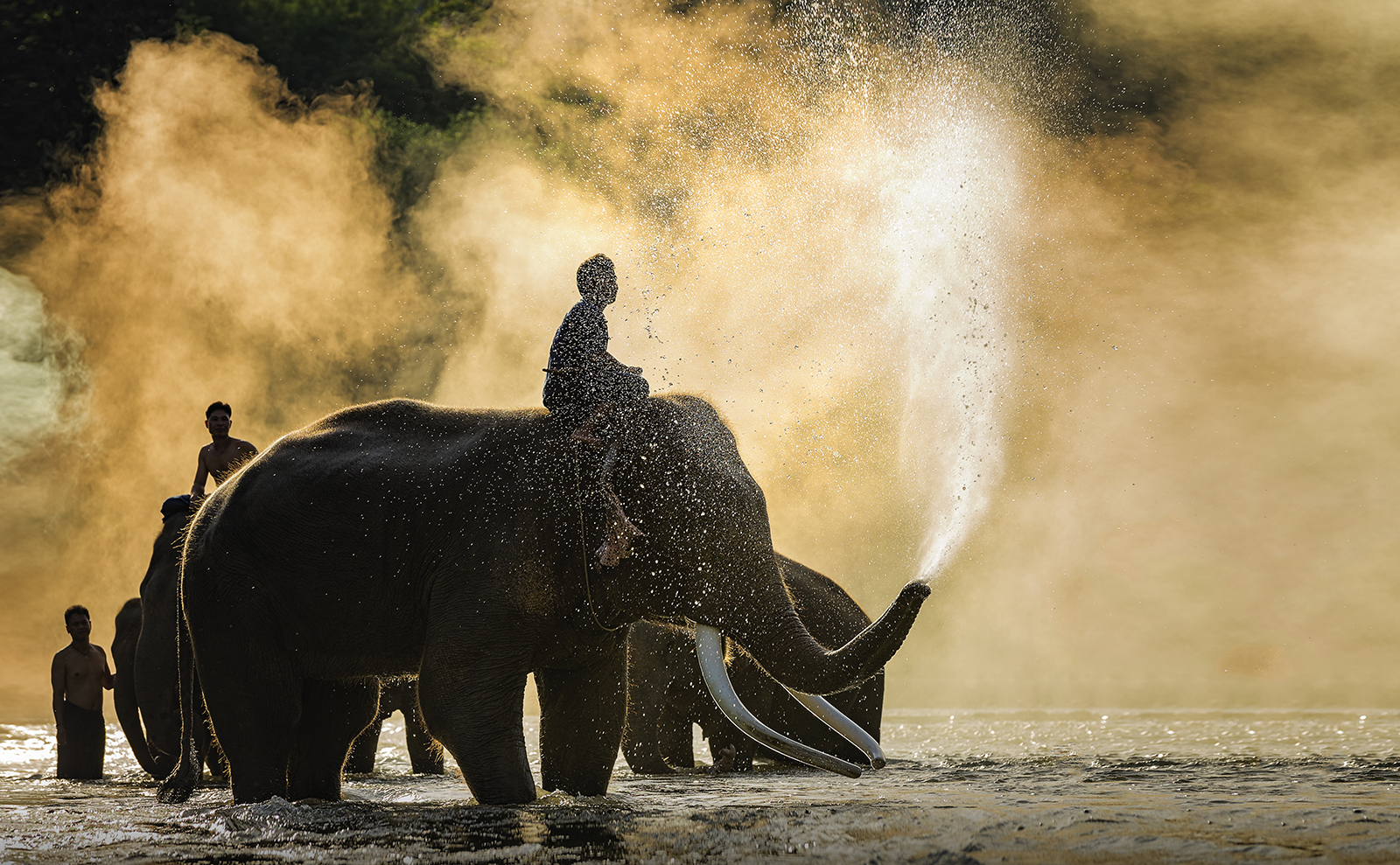 silhouette of children riding elephants in the water at sunset